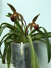 Paphiopedilum Prince Edward of York